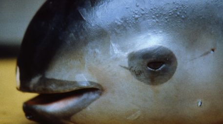 La vaquita marina es uno de los cetáceos más pequeños del mundo. AFP / ARCHIVO