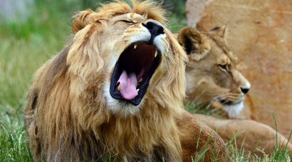 El 10 de agosto se conmemora el Día del León. AFP/Archivo