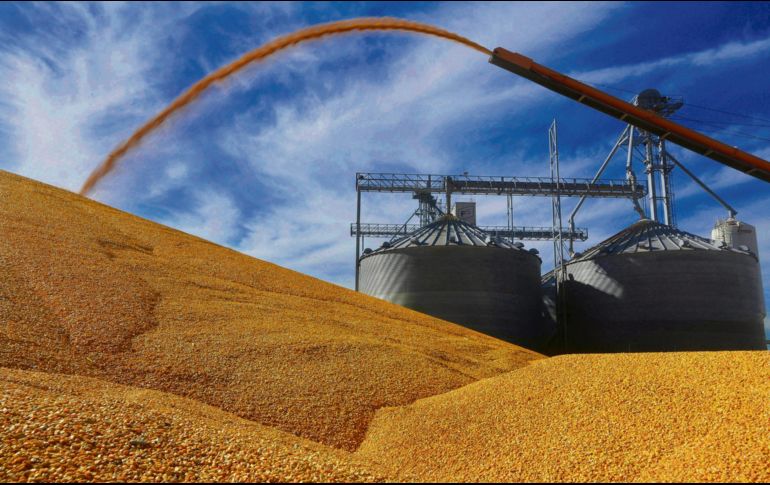 México es el principal consumidor de maíz forrajero, que se produce en Estados Unidos. AP