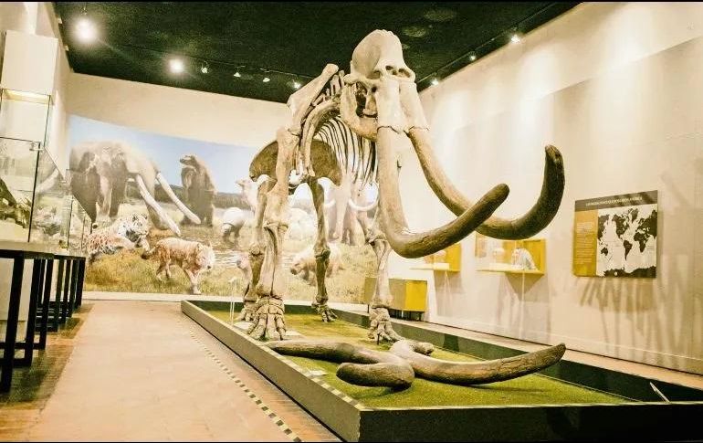 La exposición ubicada en el Museo de Paleontología, permanecerá hasta marzo de 2024. EL INFORMADOR/ Archivo