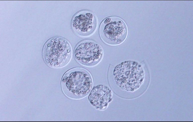 Imagen microscópica de los embriones de ratón enviados al espacio. ESPECIAL/ Universidad de Yamanashi