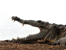 En Puerto Vallarta, el avistamiento de cocodrilos es común porque se trata de una zona natural que los alberga. EFE / ARCHIVO