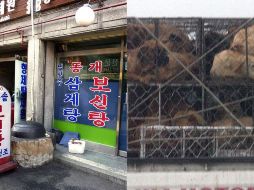 En el caso de Corea del Sur, el Parlamento decidió este martes ilegalizar a partir de 2027 la cría y venta de perro para consumo humano. EFE / ARCHIVO