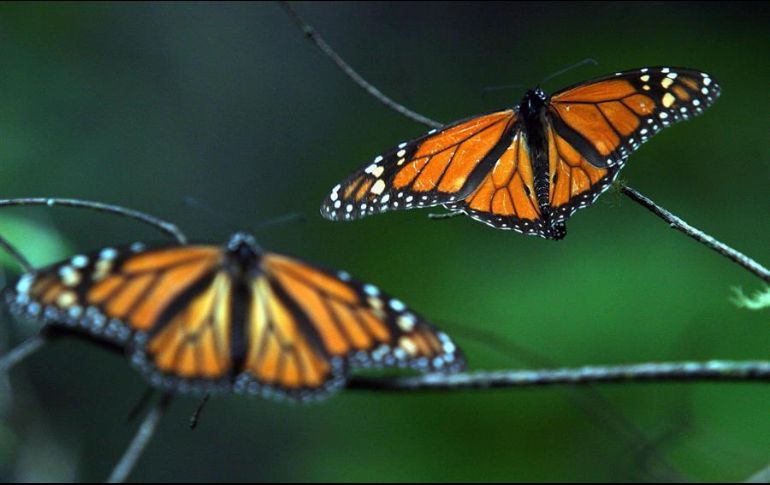 Los santuarios se encuentran en una área protegida denominada Reserva de la Biósfera de la Mariposa Monarca, en los estados de Michoacán y Estado de México. EFE / ARCHIVO
