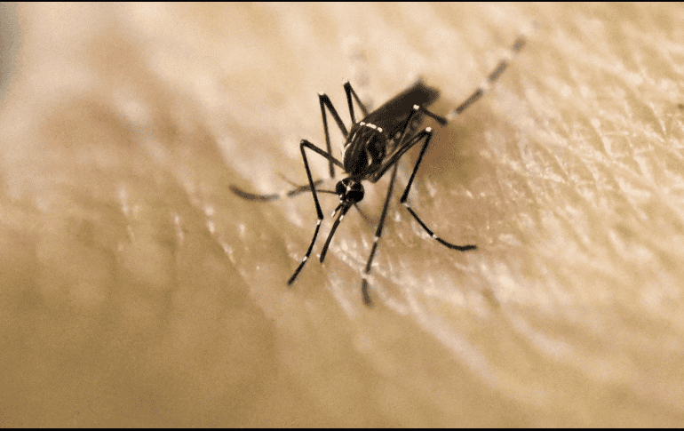 Se examinó la adaptación térmica de los mosquitos, un aspecto crítico que a menudo se pasa por alto en los modelos que evalúan el impacto del cambio climático en las enfermedades transmitidas por estos insectos. AFP / ARCHIVO