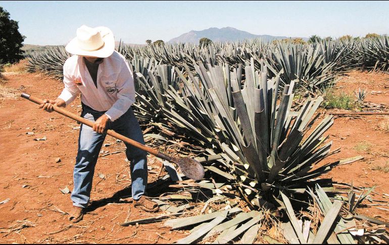 Tequila: Los campos de agave azul han sido considerados por la Unesco desde 2006, como patrimonio intangible de la humanidad. SUN / ARCHIVO