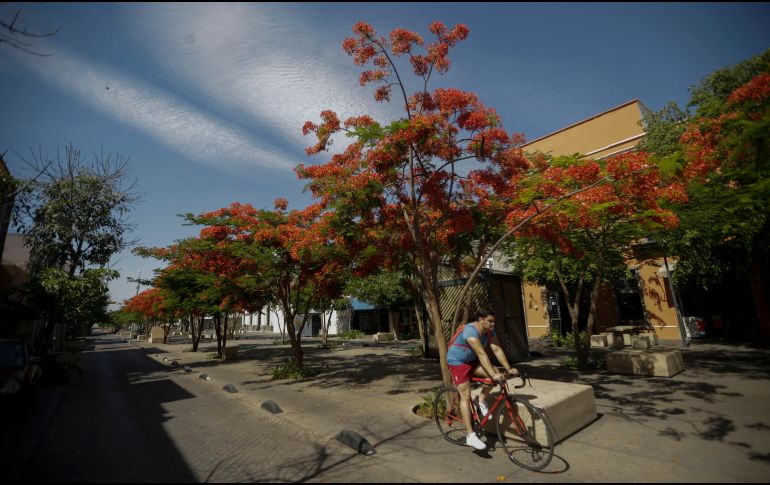 Casi al final de la época de calor, en la Zona Metropolitana de Guadalajara florecen unos árboles de llamativo color mientras ofrecen una sombra con sus grandes copas. EL INFORMADOR / ARCHIVO