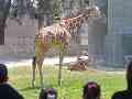En el Zoológico de Guadalajara con la llegada de la nueva jirafita ahora hay 13 jirafas que puedes visitar.  EL INFORMADOR/ ARCHIVO.