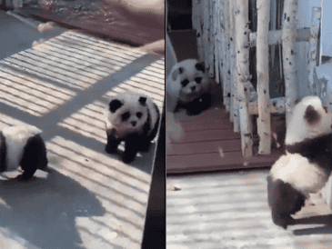 A pesar de que los visitantes fueron engañados, las imágenes y los videos de los “supuestos pandas” generaron una ola de ternura en redes sociales. ESPECIAL.