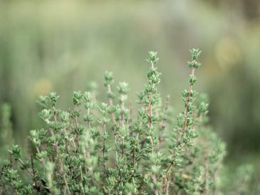 El tomillo es una hierba considerada como medicinal. Unsplash